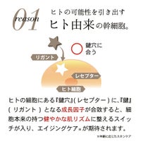 ヒト由来の幹細胞