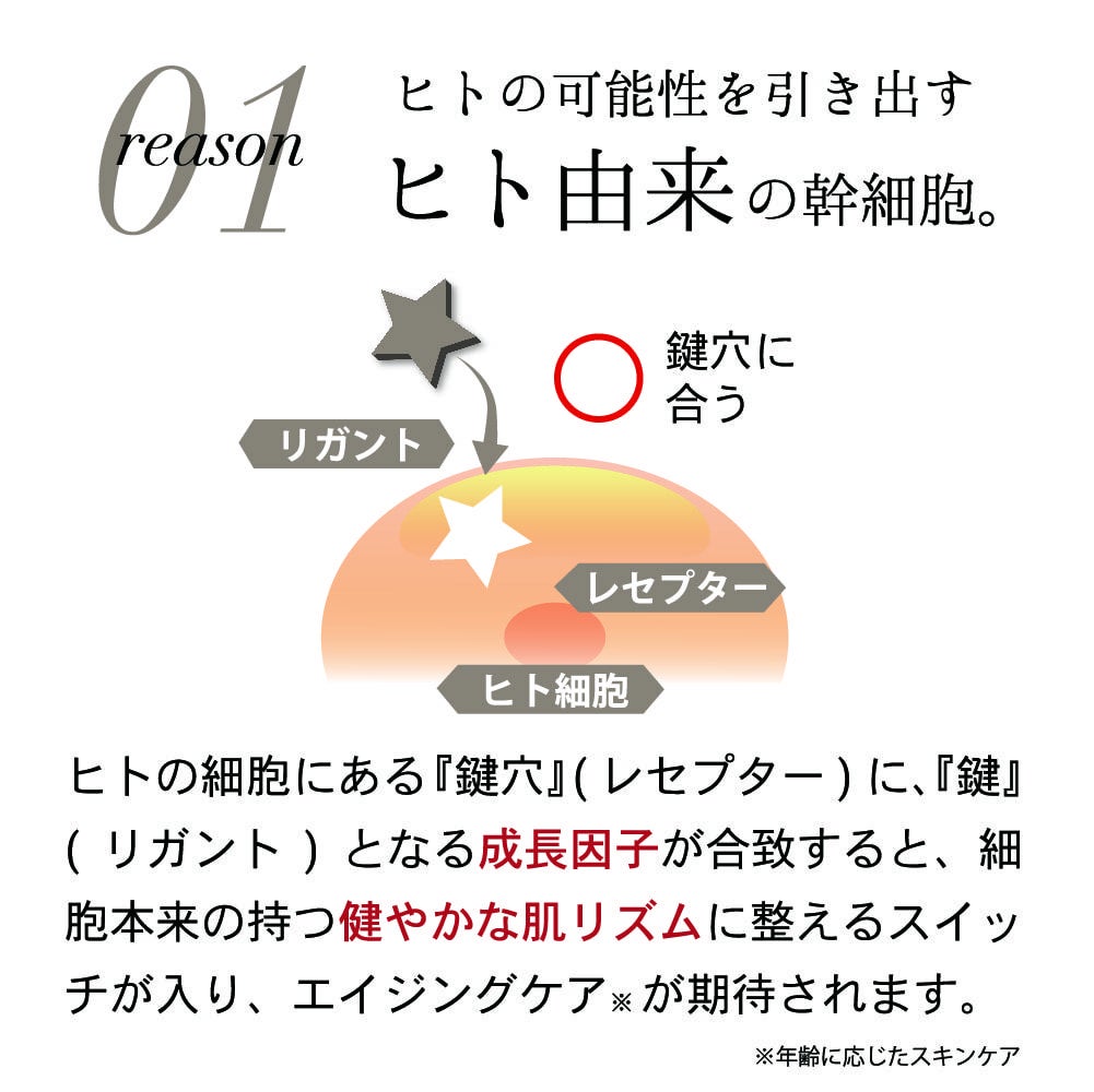 ヒト由来の幹細胞